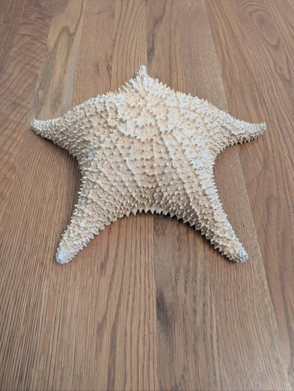 Giant Natural Dried Starfish 12
